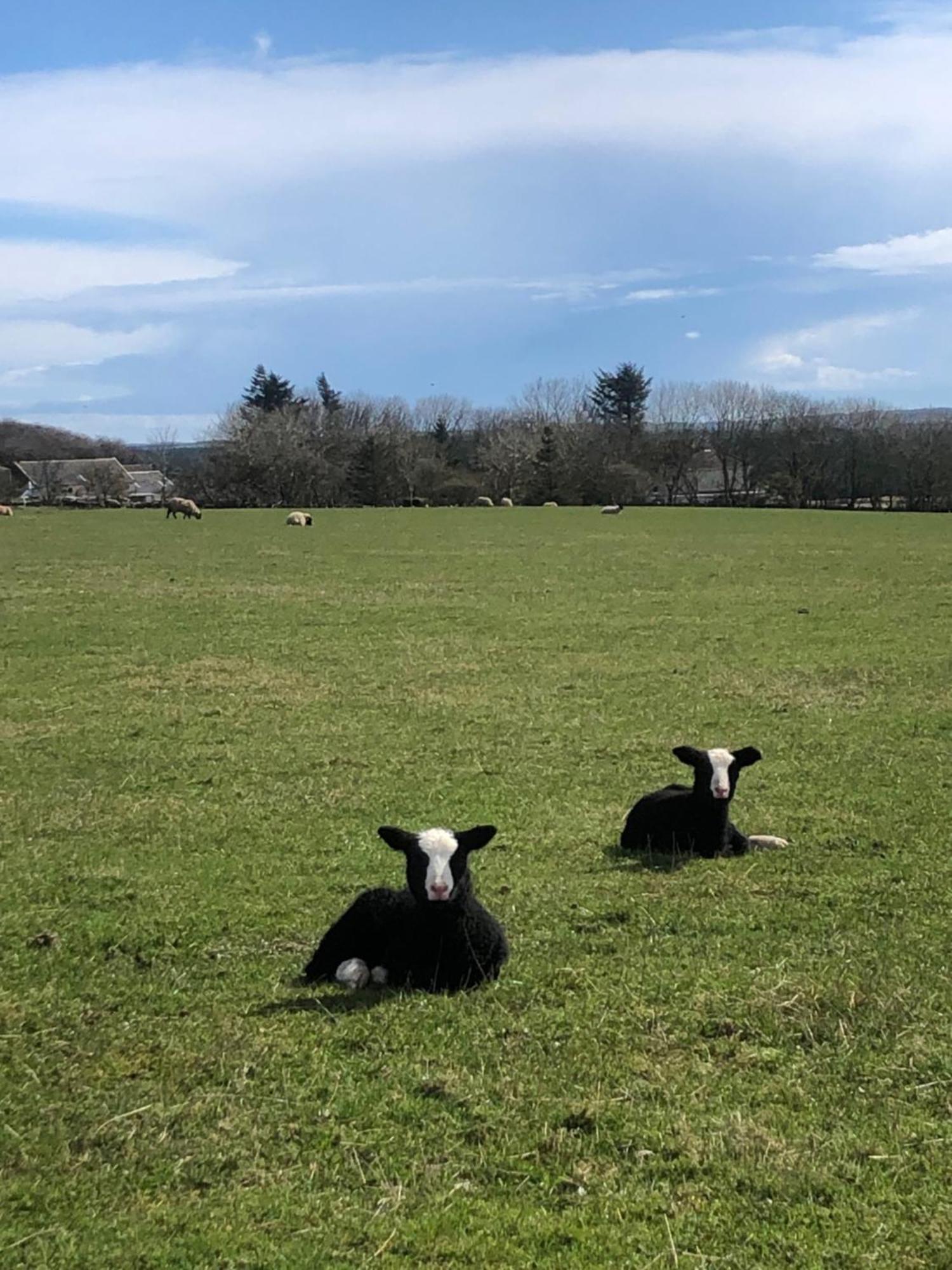 Caithness View Luxury Farm Lodges And Bbq Huts Wick  Eksteriør billede